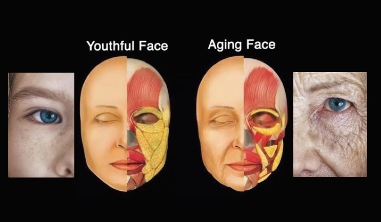 Procedimentos Avançados na Harmonização Orofacial HOF