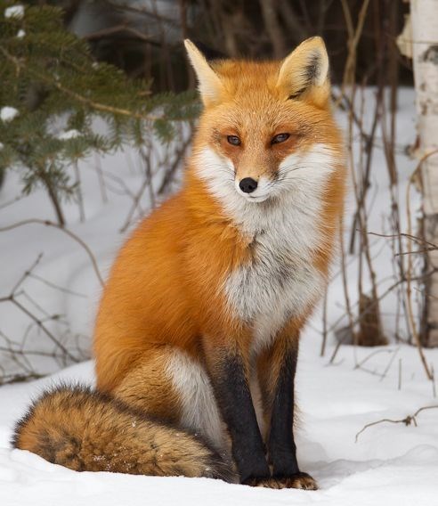 Fox eyes Lift