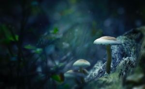Read more about the article Descoberta em fungos pode ser a nova ‘fonte da juventude’