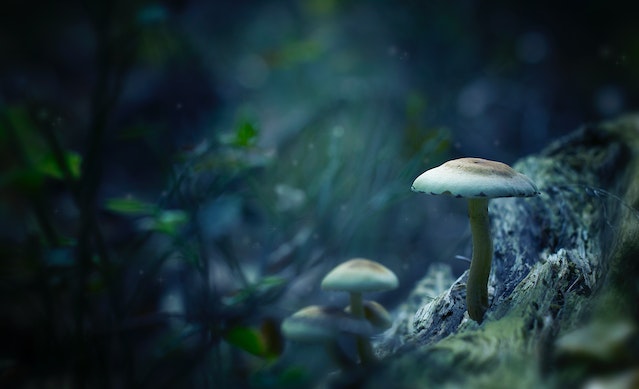 You are currently viewing Descoberta em fungos pode ser a nova ‘fonte da juventude’