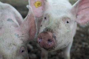 Leia mais sobre o artigo Cientistas criam rins humanos em porcos: Seria a solução para transplantes de orgãos?